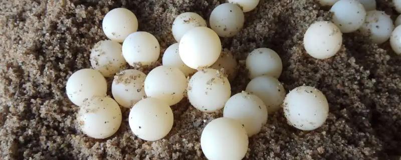甲鱼蛋怎么孵化，一种是自然孵化另一种是人工孵化