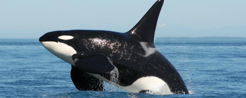 虎鲸有多大多重多长，雌性和雄性有一定的差别