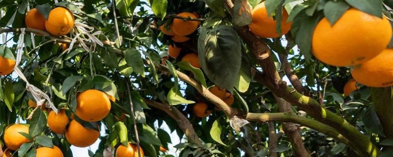 种植柑橘要注意什么，种植环境的温度不能超过35℃