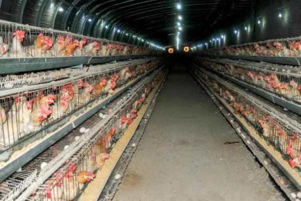 养鸡场经常发病的原因，消毒和防疫工作不到位是重要因素