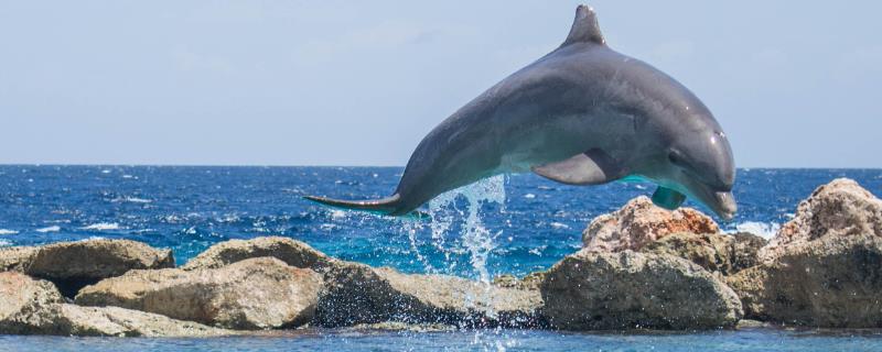 海豚和鲨鱼的区别，类别、习性和呼吸方式均不同