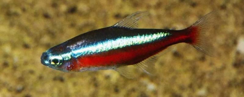 宝莲灯鱼与红绿灯区别，前者的体型更大且颜色更鲜艳