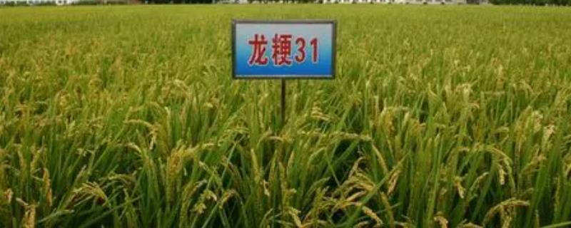 龙粳31品种简介，为粳稻品种