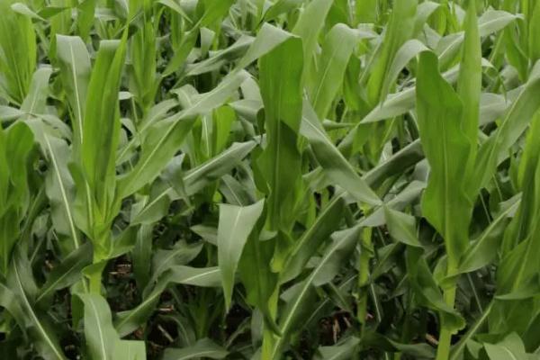 丹玉668玉米品种简介，密度3500株/亩左右