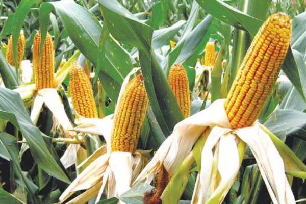 GF718玉米品种的特性，春播出苗至成熟128天