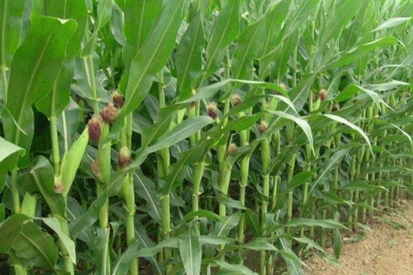 179K玉米种子介绍，适宜在肥力中上等的地块种植