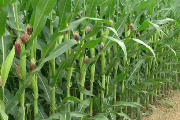 东沃20玉米种简介，密度4000株/亩左右