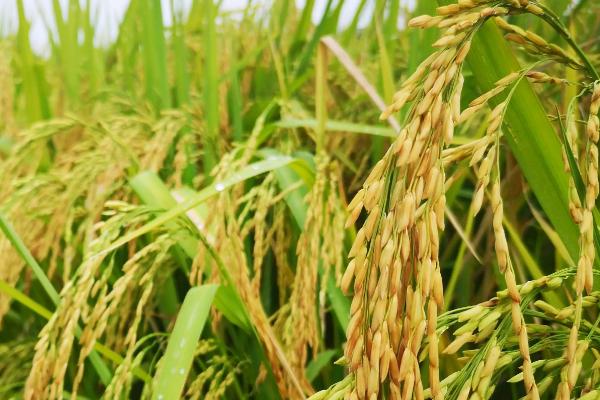 富禾稻1408水稻品种的特性，4月上中旬播种
