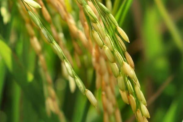 天域稻1号水稻种简介，4月中旬播种