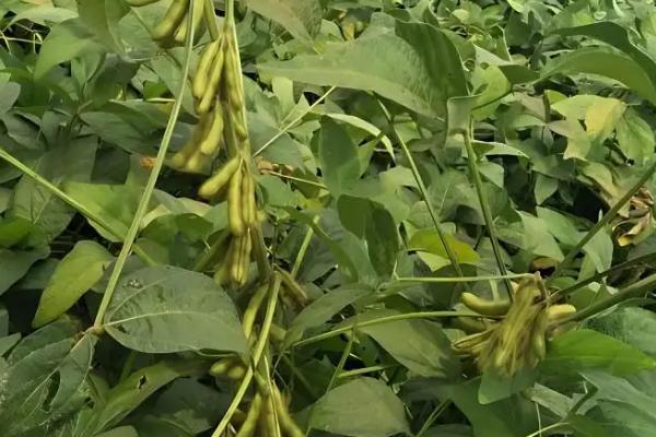 辽鲜豆20大豆种子特征特性，5月初至5月底播种