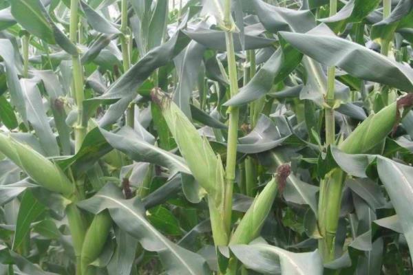 亨达636玉米种子介绍，4月下旬至5月上旬播种