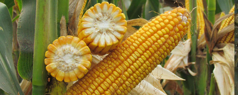 美单103玉米品种简介，中熟品种
