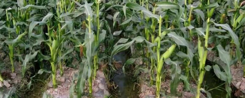 吉科玉918玉米种简介，中等肥力以上地块栽培