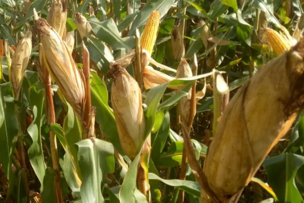 天沃007玉米种子特征特性，中等肥力以上地块栽培