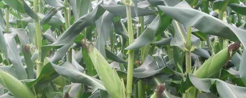 金粮56玉米品种的特性，中等肥力以上地块栽培
