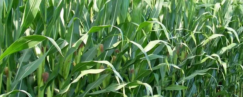 亨达418玉米种子特征特性，4月下旬至5月上旬播种