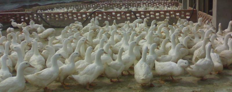 养殖肉鸭怎么节省饲料，合理搭配日粮的营养可减少饲料消耗量