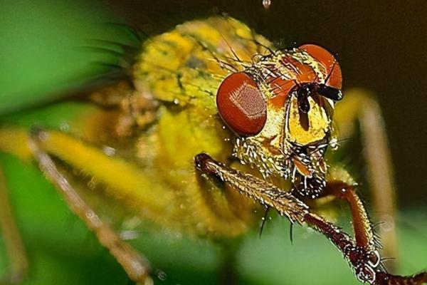 赤眼蜂可以防治害虫的原因，会将自己的卵产在害虫的卵中