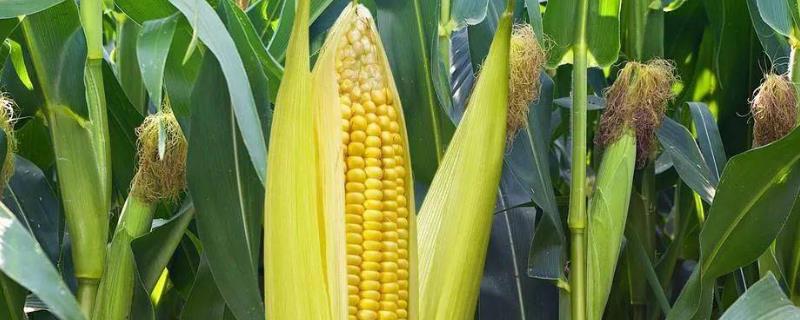 恒宇66玉米种子特征特性，4月下旬至5月上旬播种