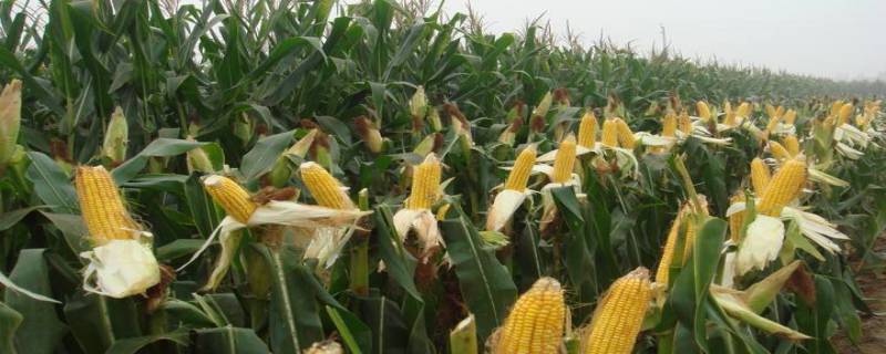 吉农糯119玉米种子简介，4月下旬至6月上旬均可播种
