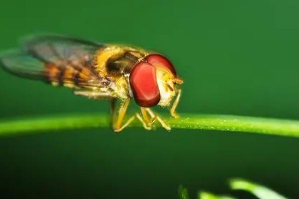 赤眼蜂可以防治害虫的原因，会将自己的卵产在害虫的卵中