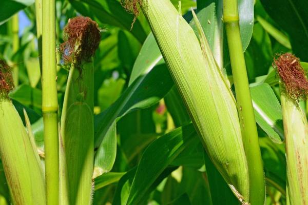 润民1809玉米种子特征特性，4月下旬至5月上旬播种