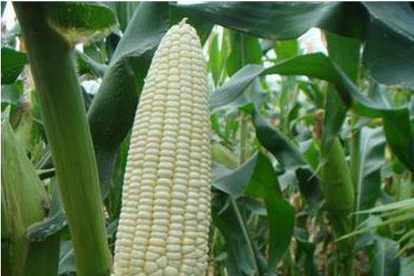 旗阳697玉米品种的特性，中等肥力以上地块栽培