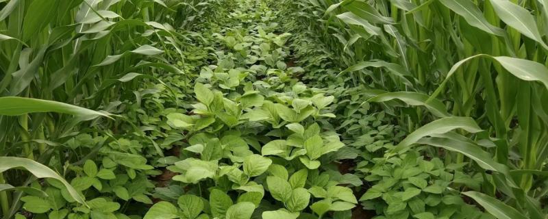 东生118大豆种子简介，8月中旬及时防治大豆食心虫