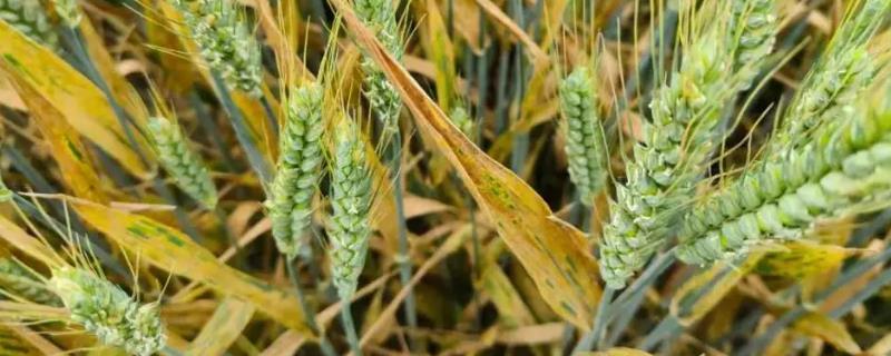 小麦发黄干尖的原因，缺水、施肥烧叶都会导致