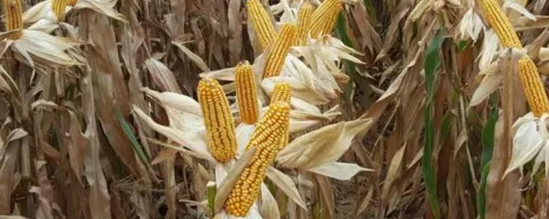 迪卡c2235玉米种的特征特性，从出苗至成熟需要120天左右