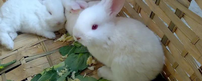 兔子的养殖品种，常见的有新西兰白兔、比利时兔等