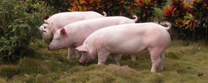 约克夏猪养殖模式，常见以下5种