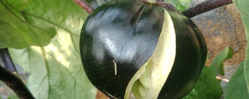茄子开裂的原因，可能是植株缺乏钙素或浇水不均匀均