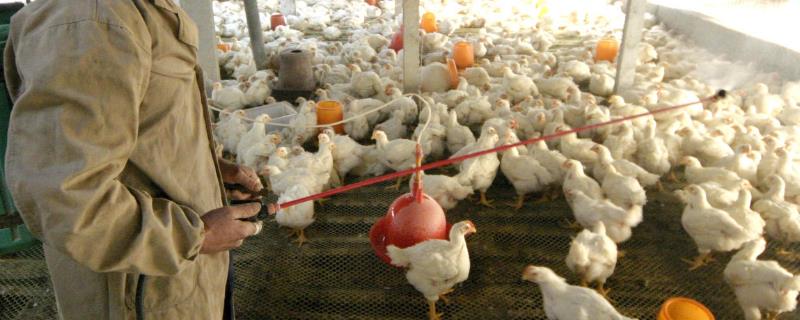 养鸡多久消毒一次，每周需进行一次常规消毒