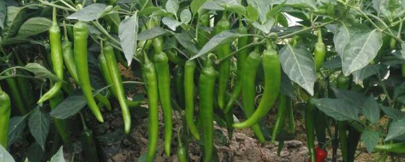 秋冬茬辣椒低产的原因，可能是根系发育不良、肥水不足以及光照不良等