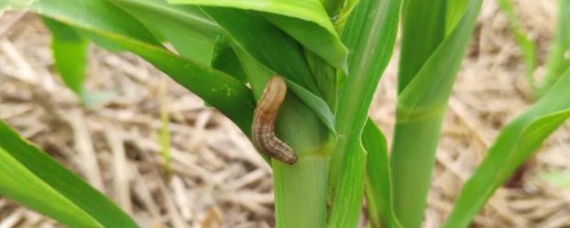 玉米常见的虫害，常见的害虫有玉米螟、黏虫、棉铃虫等