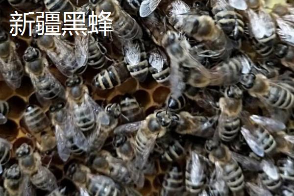 蜜蜂品种和优缺点介绍，包括中华蜜蜂、意大利蜂、东北黑蜂等种类