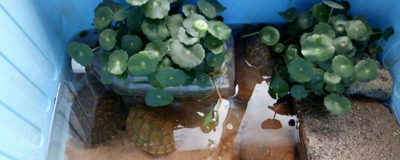 乌龟不停的刨缸壁的原因，一般是由于没有躲避的位置