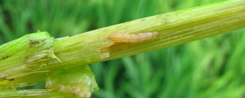 防治水稻钻心虫的时间和方法，扒开叶鞘发现幼虫时即可防治