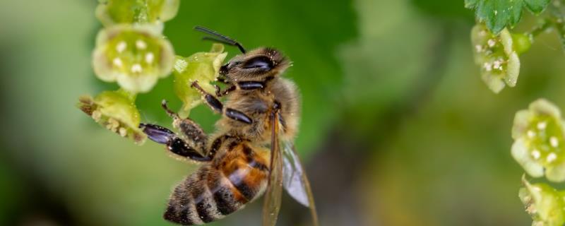 蜜蜂品种和优缺点介绍，包括中华蜜蜂、意大利蜂、东北黑蜂等种类