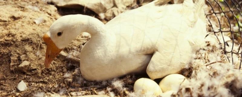 鹅蛋太小的原因，鹅蛋的大小与鹅的体型和产蛋时间有关