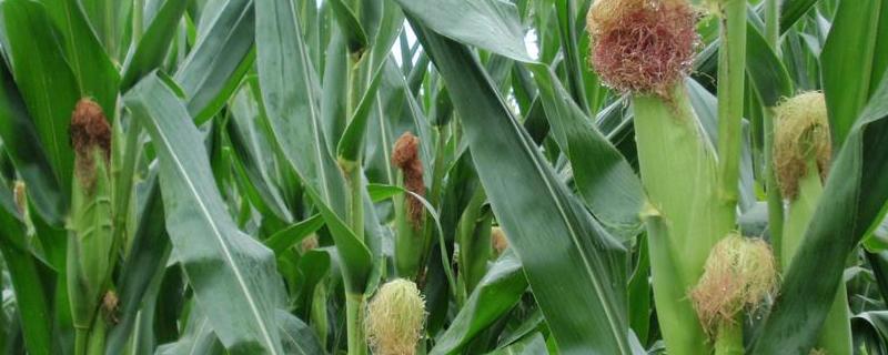 盛德6号玉米种子特征特性，达到优质高淀粉玉米品种标准