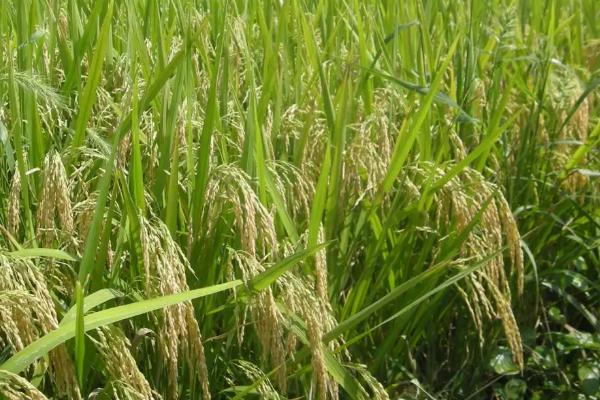 川康优雅禾水稻种子介绍，该品种基部叶叶鞘绿色