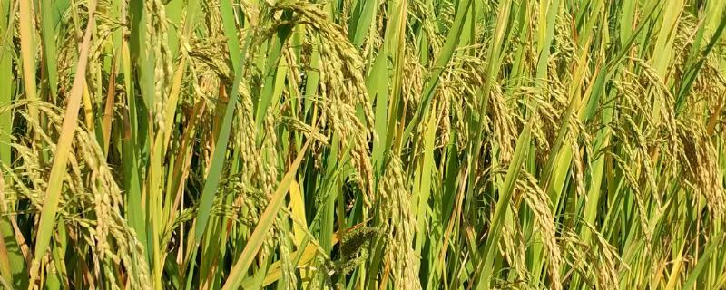 川康优雅禾水稻种子介绍，该品种基部叶叶鞘绿色