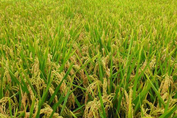 千乡优珍酿水稻种简介，米质达到酿酒稻品种品质标准
