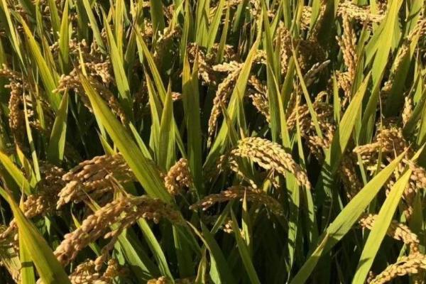 川久香糯水稻种子特征特性，该品种基部叶叶鞘绿色