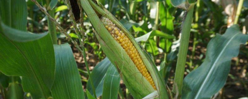 丰云668玉米种子简介，春播平均生育期114.2天