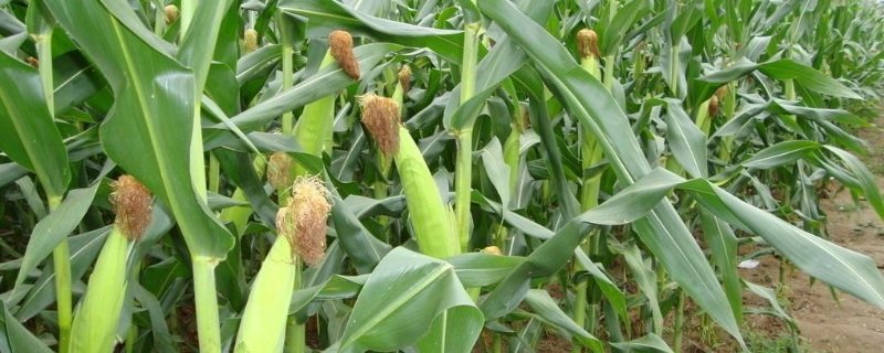 成单623玉米种子特征特性，春播平均生育期105.0天
