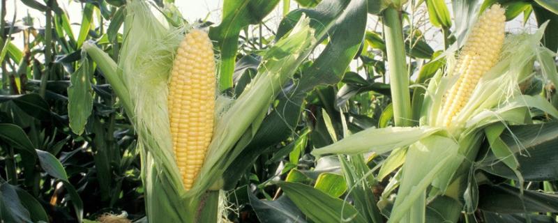 南玉34玉米种简介，春播平均生育期107.0天