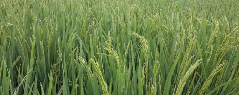 汉两优竹占水稻种子介绍，综合防治病虫害